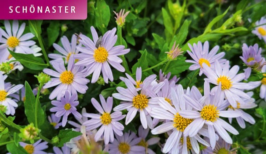 Brunnera - Kaukasus-Vergissmeinnicht